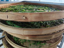 綠水青山育好茶，產業扶貧有希望